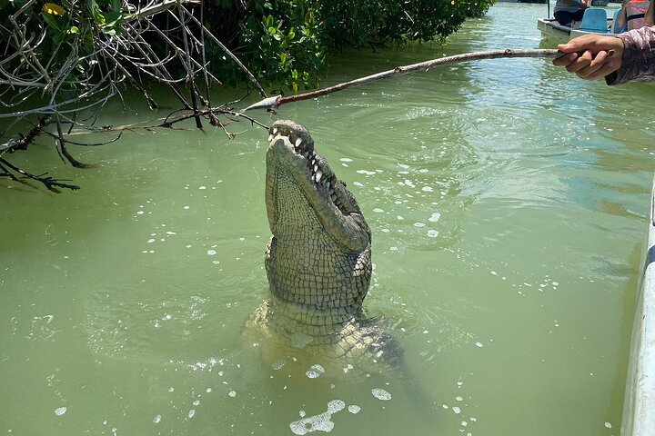 Río Lagartos: Private Boat Tour