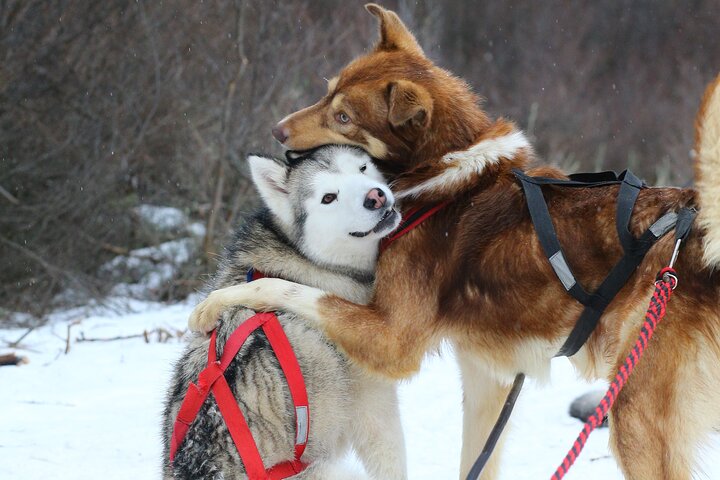 White Adventure with Sledge Ride and Snowmobile