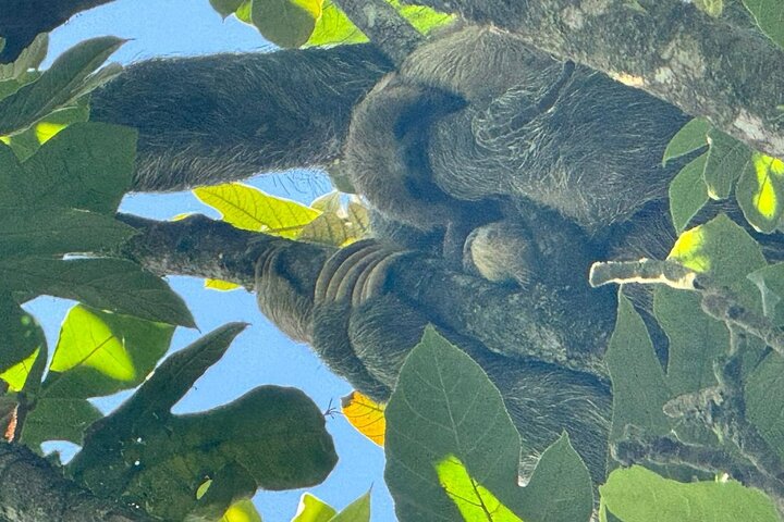 Sloth Watching , Coffee, Chocolate & waterfall Experience