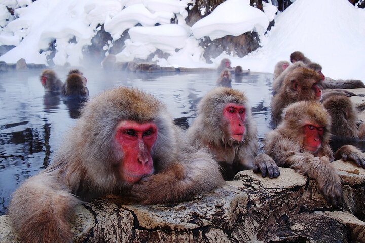 Snow Monkey Park, Soba Lunch and Shibu Onsen Tour