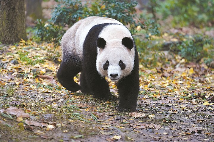 Private Chengdu Panda Base Tour with Hotel Pickup
