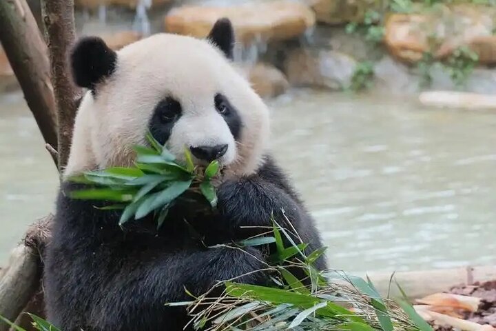 Private Chengdu Panda Base Tour with Hotel Pickup