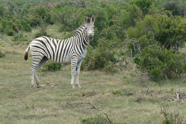 Addo Elephant National Park Tours from Port Elizabeth