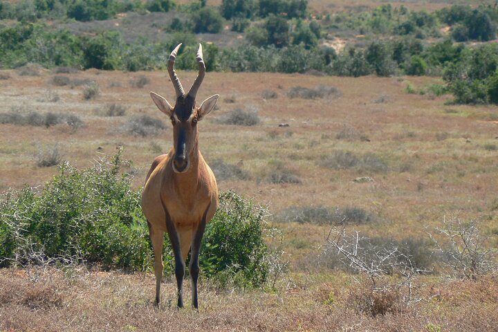 Addo Elephant National Park Tours from Port Elizabeth
