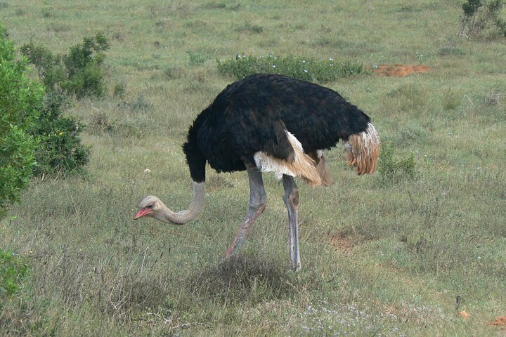 Addo Elephant National Park Tours from Port Elizabeth