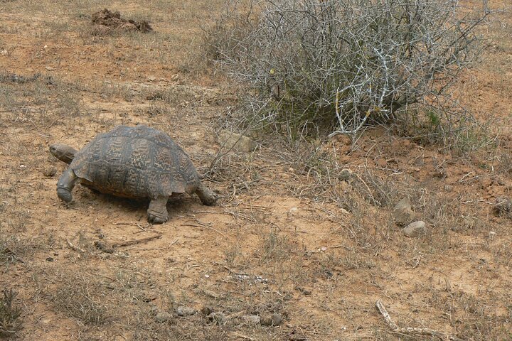 Addo Elephant National Park Tours from Port Elizabeth