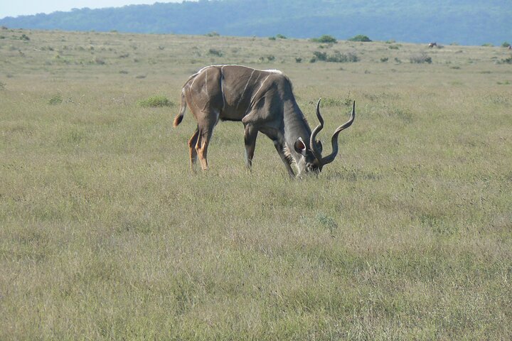 Addo Elephant National Park Tours from Port Elizabeth