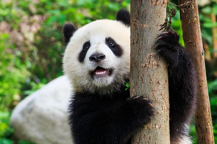 Private Chengdu Panda Base Tour with Hotel Pickup