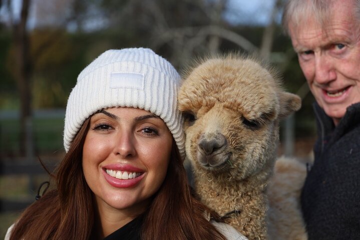 Christchurch Alpaca Farm Tour From Kaiapoi