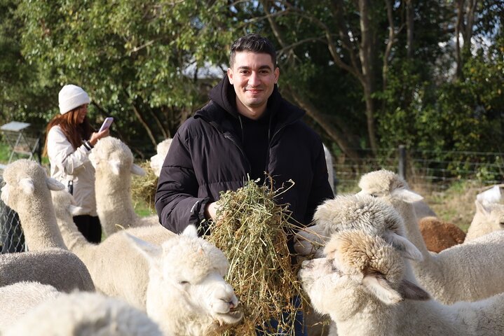 Christchurch Alpaca Farm Tour From Kaiapoi