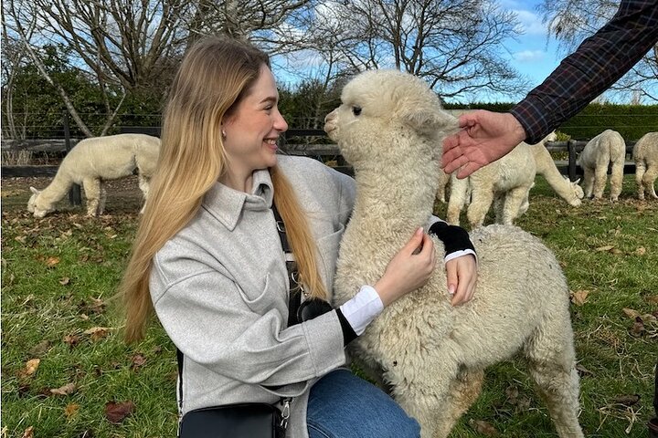 Christchurch Alpaca Farm Tour From Kaiapoi