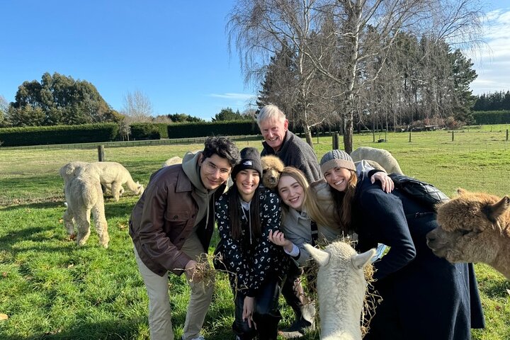 Christchurch Alpaca Farm Tour From Kaiapoi