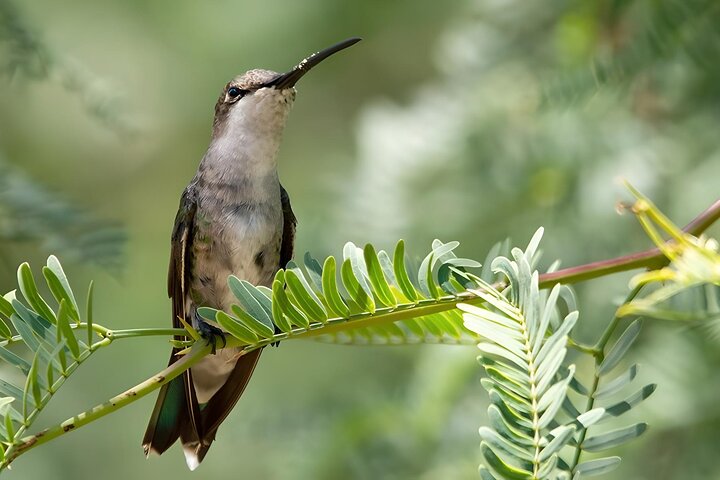 Sucre Hike, Explore and Discover Monte Villca Protected Park