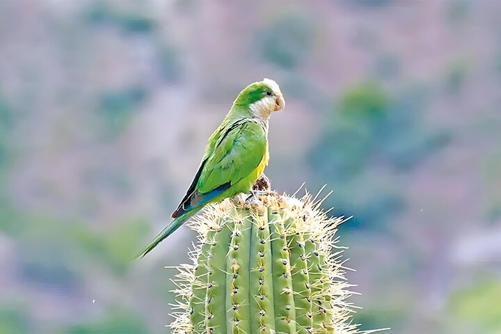 Sucre Hike, Explore and Discover Monte Villca Protected Park