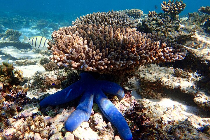 Lagoon Explorer - Ningaloo Reef Full-Day Kayaking and Snorkeling Adventure