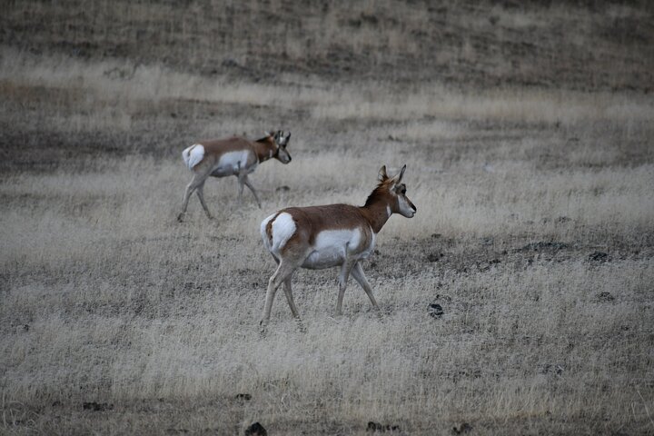 Private Guided Tour in Yellowstone National Park