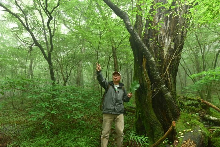 Fuji Forest Half-Day Hike with Nature Guide & Transfer