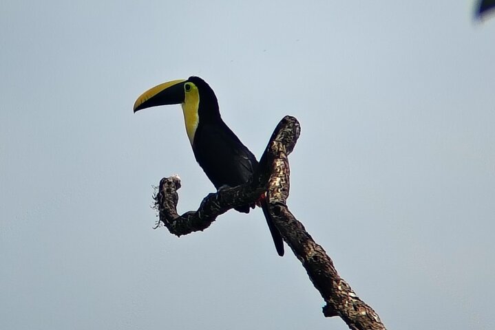 Epic Birdwatching Experience in Mindo Cloud Forest