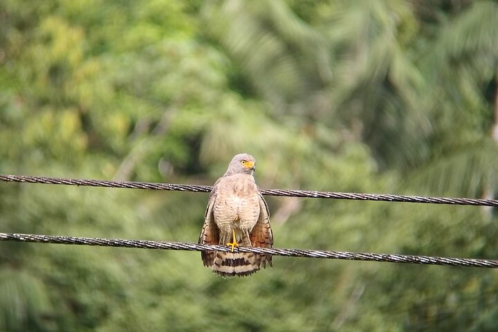 Epic Birdwatching Experience in Mindo Cloud Forest