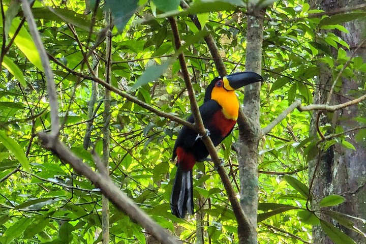 Explore the Best of Tijuca Forest – Hike to Peaks, Caves & Falls