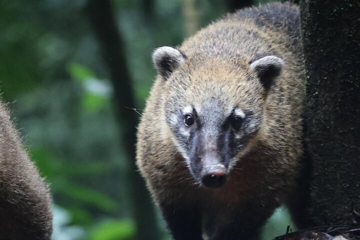 Explore the Best of Tijuca Forest – Hike to Peaks, Caves & Falls