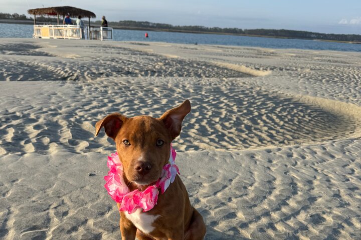 2-Hour Tiki Boat Tour in Folly Beach