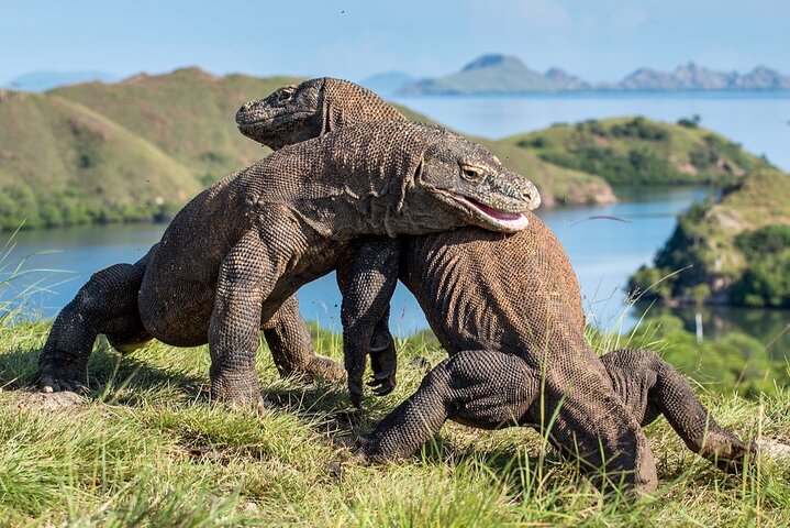 Private Early Bird Komodo Tour by Speedboat – Beat the Crowds