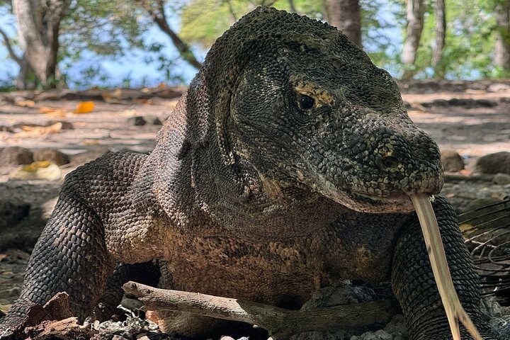 Private Early Bird Komodo Tour by Speedboat – Beat the Crowds