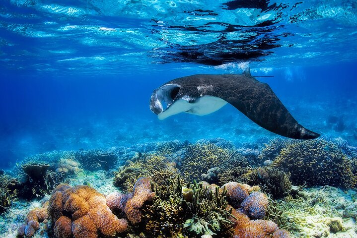 Private Early Bird Komodo Tour by Speedboat – Beat the Crowds