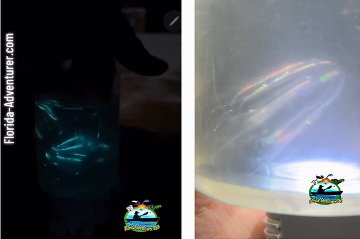 Clear Kayak Bioluminescence Tour - Cocoa Beach