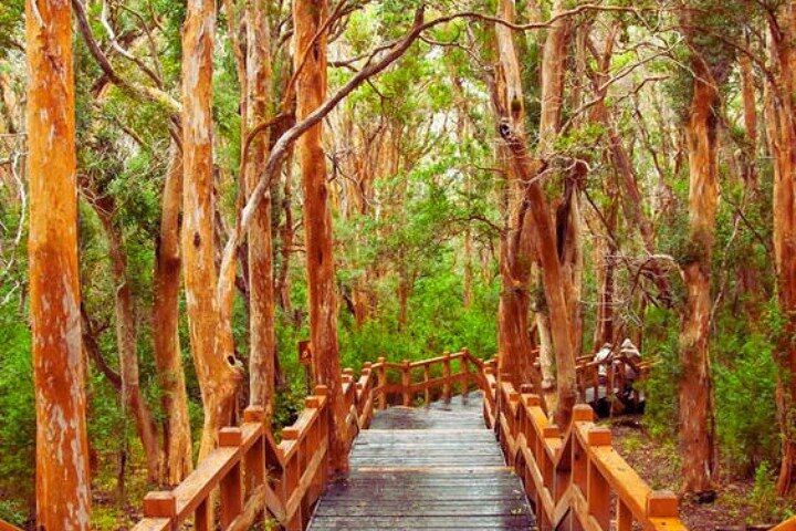 Unforgettable Patagonia Victoria Island and Arrayanes Forest