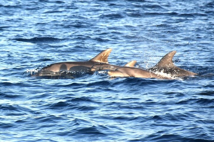 Fantastic DOLPHIN & SUNSET TOUR with dinner ( Pula-NP BRIJUNI )