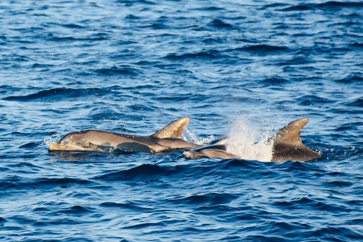 Fantastic DOLPHIN & SUNSET TOUR with dinner ( Pula-NP BRIJUNI )