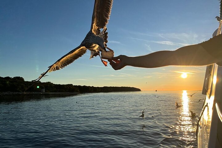 Fantastic DOLPHIN & SUNSET TOUR with dinner ( Pula-NP BRIJUNI )