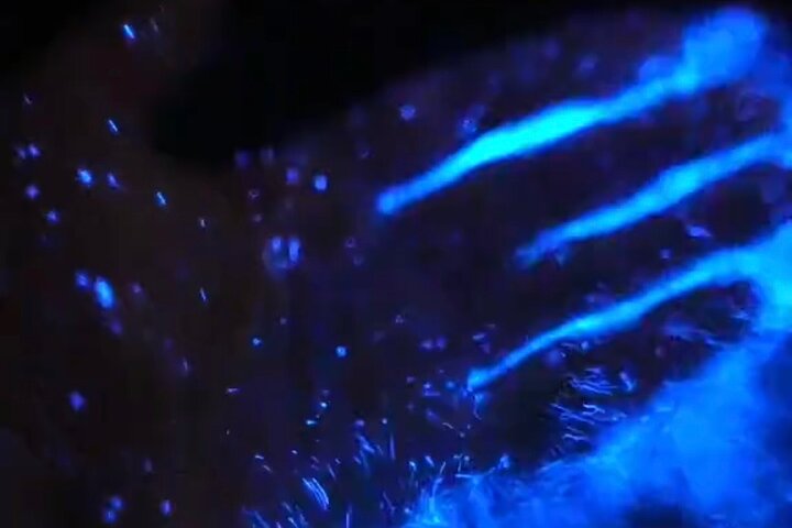 Clear Kayak Bioluminescence Tour - Cocoa Beach
