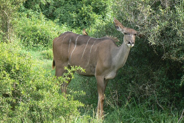 Addo Elephant National Park Tours from Port Elizabeth
