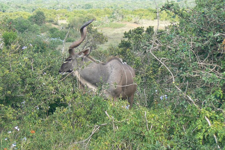 Addo Elephant National Park Tours from Port Elizabeth