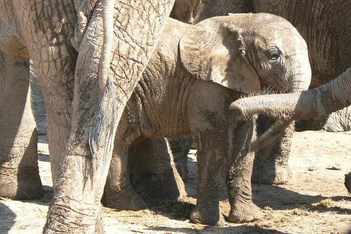 Addo Elephant National Park Tours from Port Elizabeth