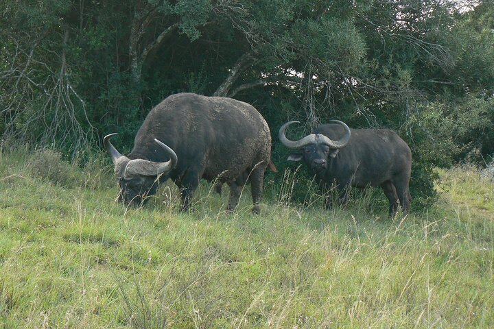 Addo Elephant National Park Tours from Port Elizabeth