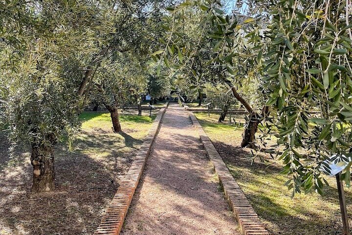 Guided tour of the Museum of Olive Culture Oil Tasting
