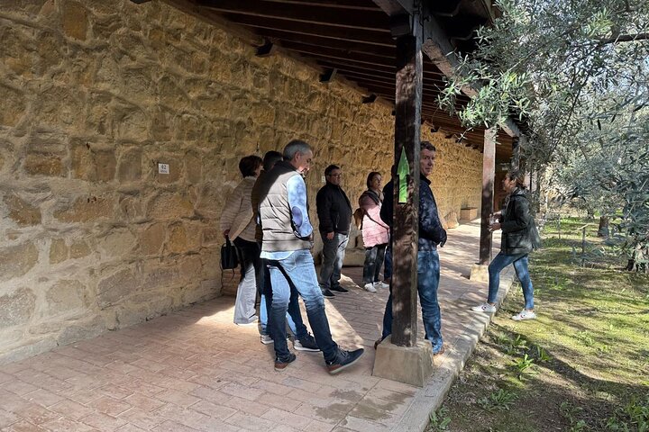 Guided tour of the Museum of Olive Culture Oil Tasting