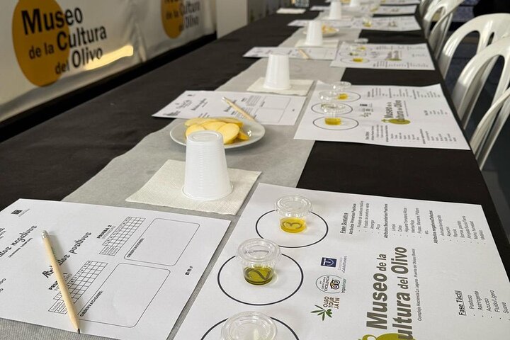 Guided tour of the Museum of Olive Culture Oil Tasting
