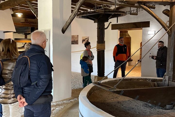 Guided tour of the Museum of Olive Culture Oil Tasting