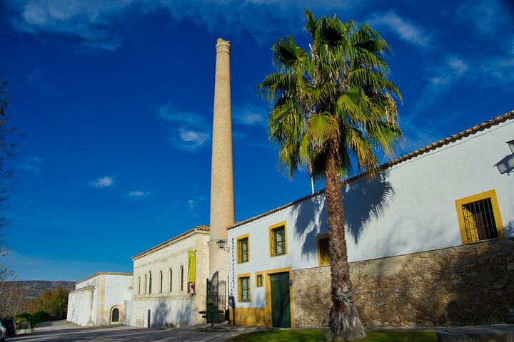 Guided tour of the Museum of Olive Culture Oil Tasting