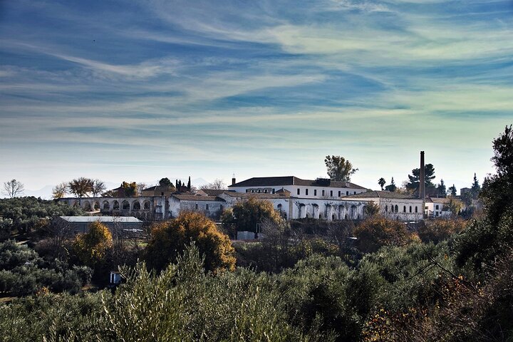 Guided tour of the Museum of Olive Culture Oil Tasting