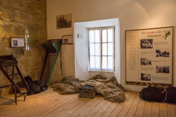 Guided tour of the Museum of Olive Culture Oil Tasting