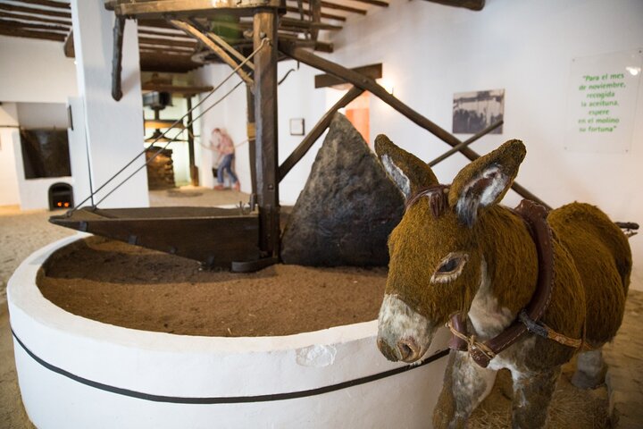 Guided tour of the Museum of Olive Culture Oil Tasting