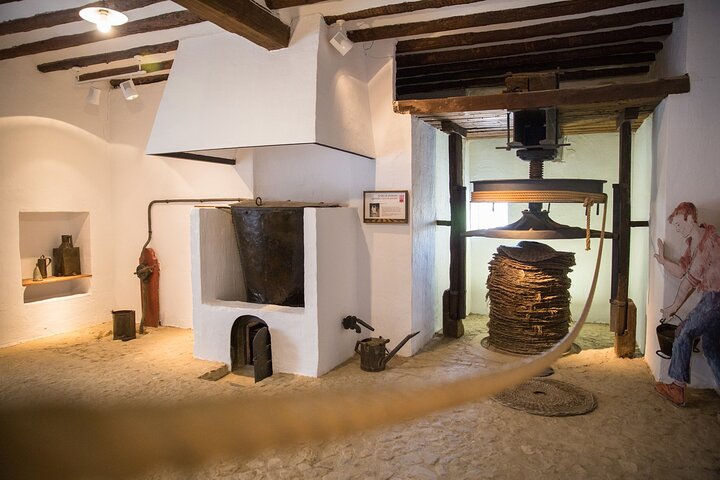 Guided tour of the Museum of Olive Culture Oil Tasting