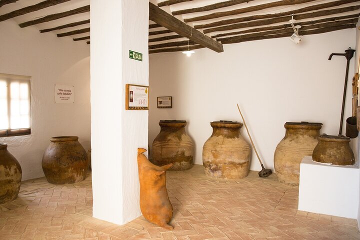 Guided tour of the Museum of Olive Culture Oil Tasting