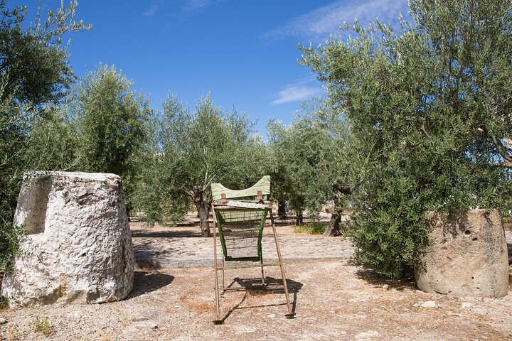 Guided tour of the Museum of Olive Culture Oil Tasting